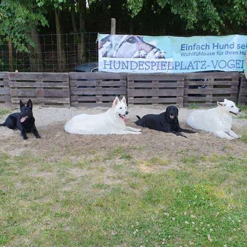 Hundeauslaufgebiet-Hundeschule & Spielplatz Liane Vogel-Bild