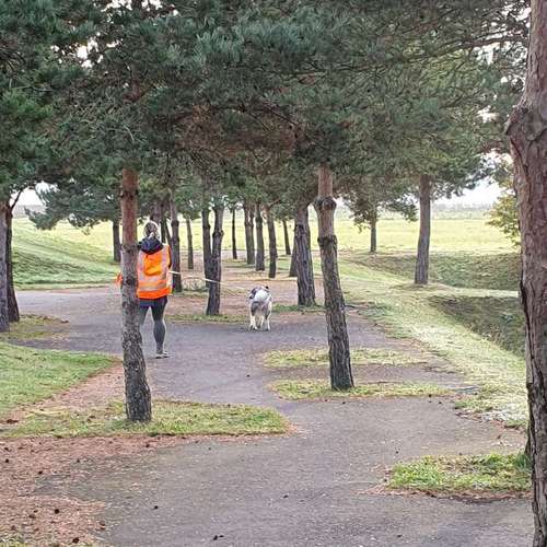 Hundeauslaufgebiet-Hundeschule & Spielplatz Liane Vogel-Bild