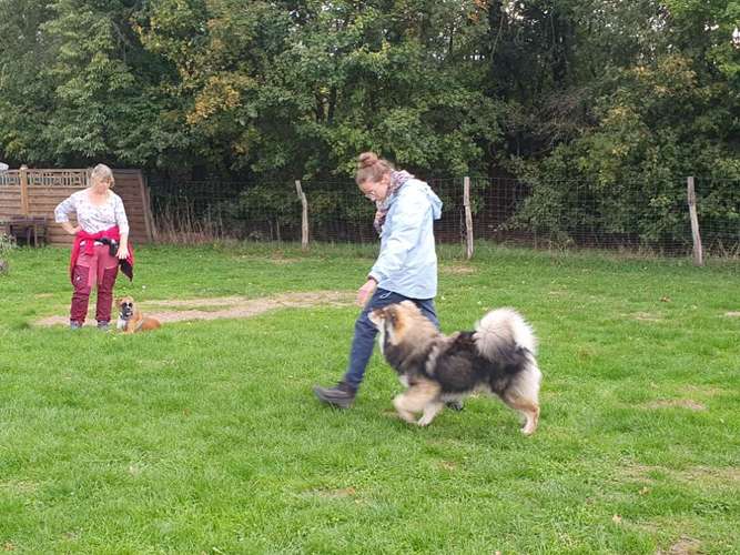 Hundeauslaufgebiet-Hundeschule & Hundespielplatz Vogel-Bild