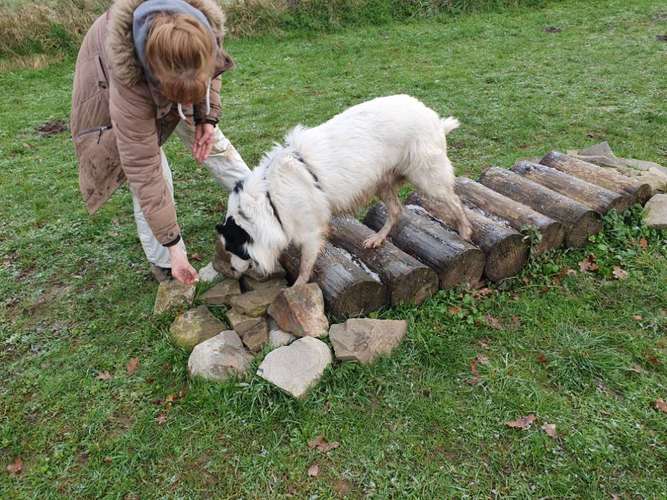 Hundeauslaufgebiet-Hundeschule & Hundespielplatz Vogel-Bild