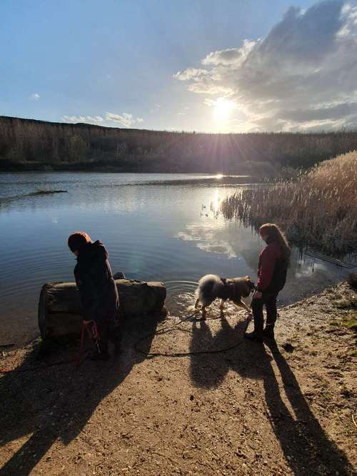 Hundeauslaufgebiet-Hundeschule & Hundespielplatz Vogel-Bild
