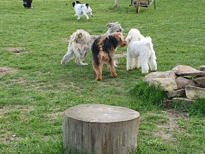 Hundeauslaufgebiet-Hundeschule & Hundespielplatz Vogel-Bild