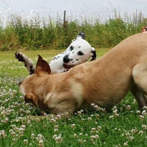 Hundeauslaufgebiet-Hundeschule & Spielplatz Liane Vogel-Bild