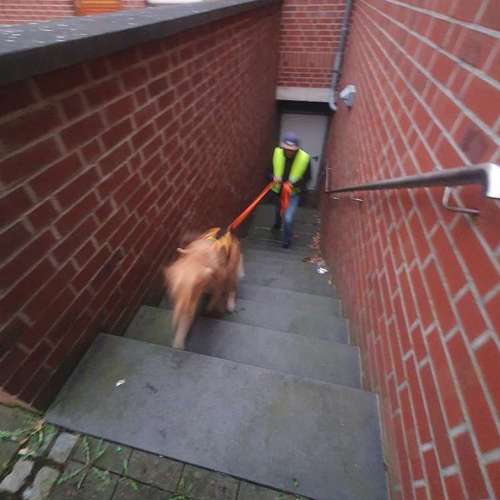 Hundeauslaufgebiet-Hundeschule & Spielplatz Liane Vogel-Bild