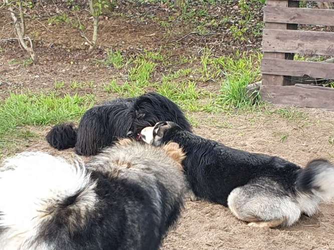 Hundeauslaufgebiet-Hundeschule & Hundespielplatz Vogel-Bild