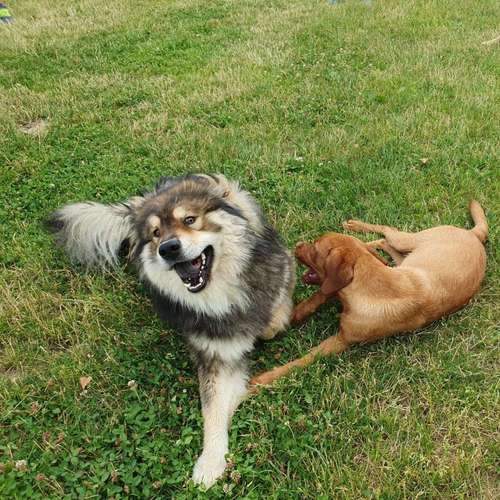 Hundeauslaufgebiet-Hundeschule & Hundespielplatz Vogel-Bild