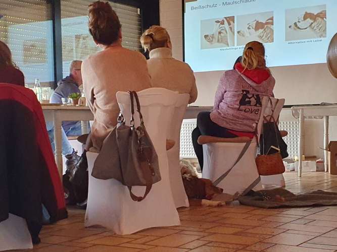 Hundeauslaufgebiet-Hundeschule & Hundespielplatz Vogel-Bild