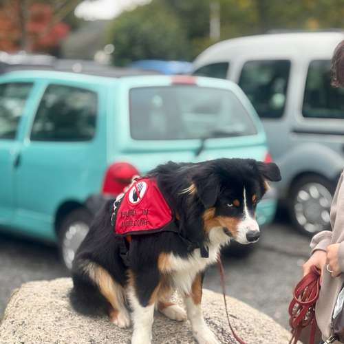 Hundeauslaufgebiet-Tierisch gut trainiert-Bild