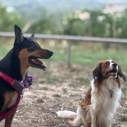 Hundeauslaufgebiet-Tierisch gut trainiert-Bild