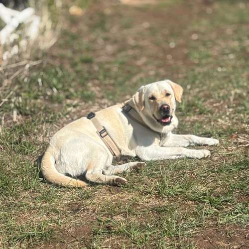 Hundeauslaufgebiet-Tierisch gut trainiert-Bild
