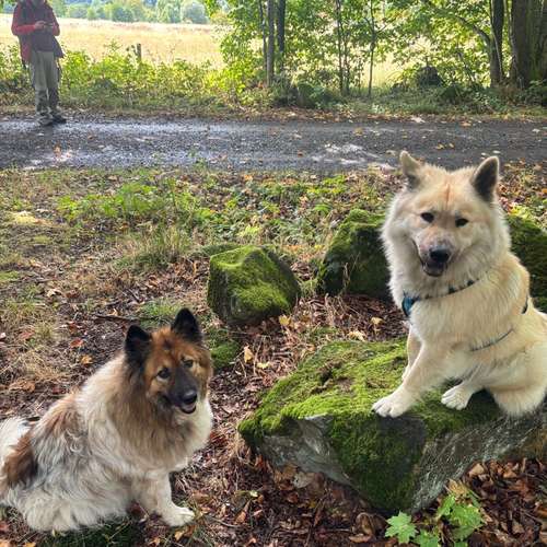 Hundeauslaufgebiet-Tierisch gut trainiert-Bild