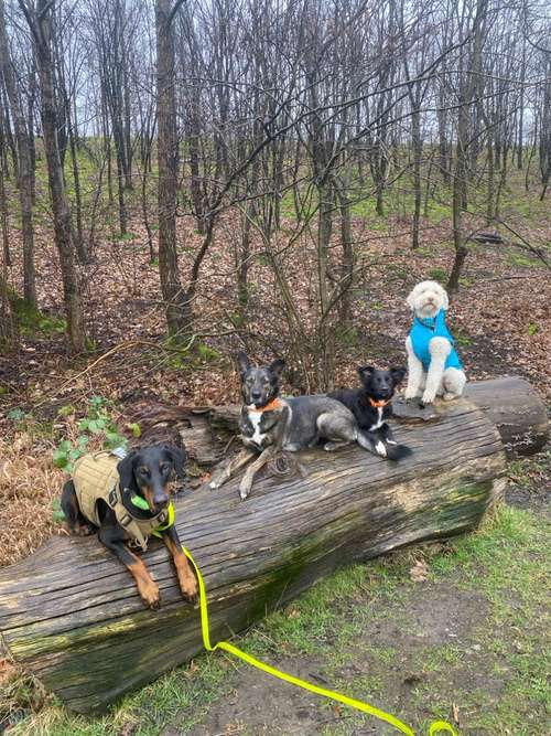 Hundeauslaufgebiet-Gassi-Gänger mit ❤️-Bild