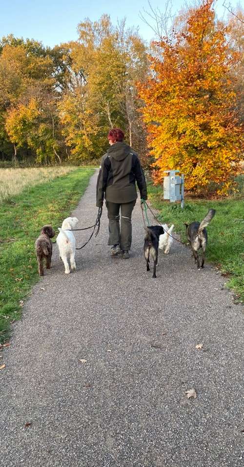 Hundeauslaufgebiet-Gassi-Gänger mit ❤️-Bild