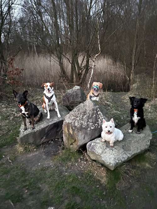 Hundeauslaufgebiet-Gassi-Gänger mit ❤️-Bild
