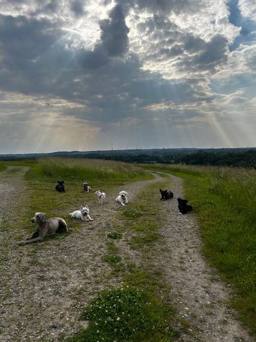 Hundeauslaufgebiet-Gassi-Gänger mit ❤️-Bild