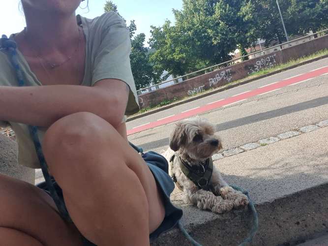 Hundeauslaufgebiet-AllPaws Coaching-Bild