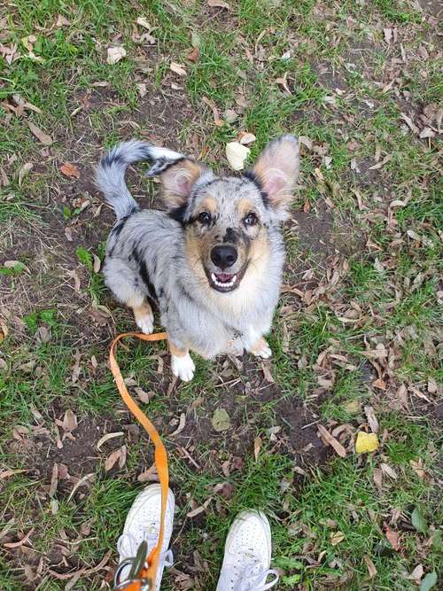 Hundeauslaufgebiet-AllPaws Coaching-Bild