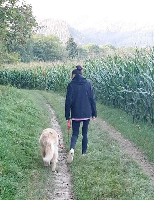 Hundeauslaufgebiet-AllPaws Coaching-Bild