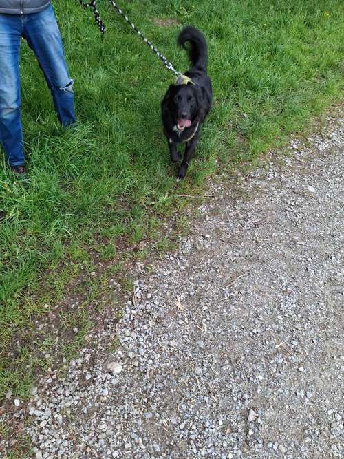 Hundeauslaufgebiet-KED Dogtraining-Bild