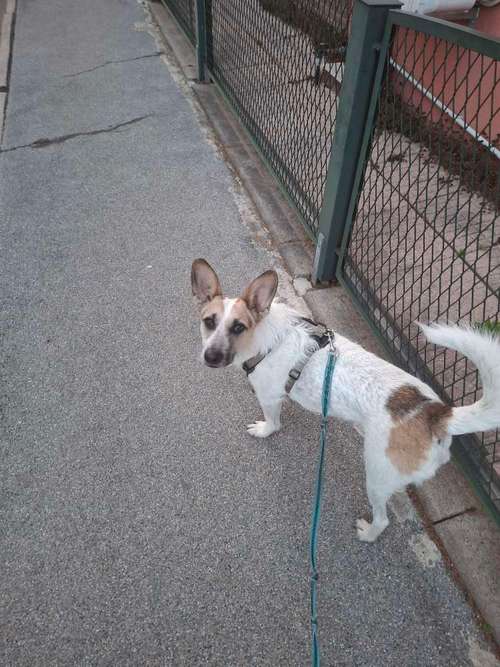 Hundeauslaufgebiet-KED Dogtraining-Bild