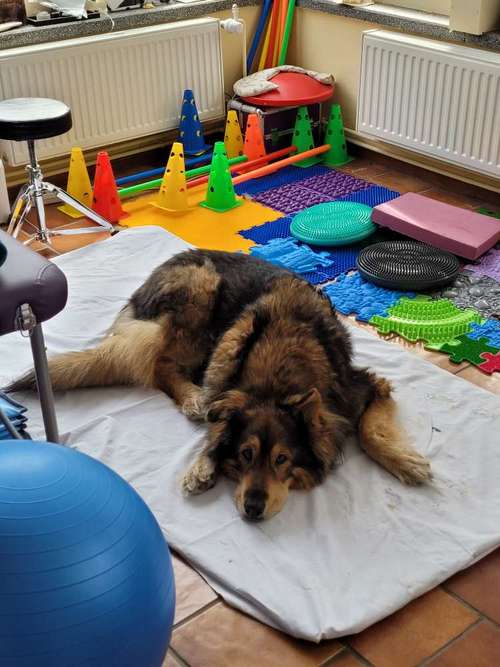 Hundeauslaufgebiet-Physiotherapie4-Pfoten-Bild