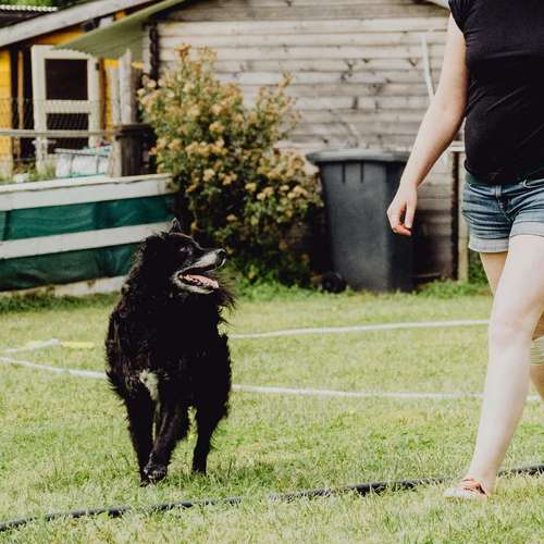 Hundeauslaufgebiet-Tail Titans Hundeschule-Bild