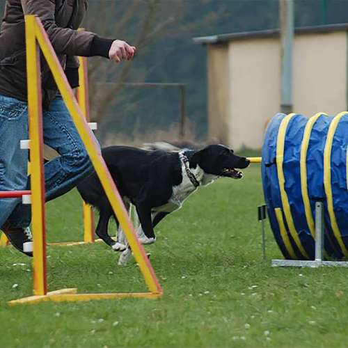 Hundeauslaufgebiet-Tail Titans Hundeschule-Bild