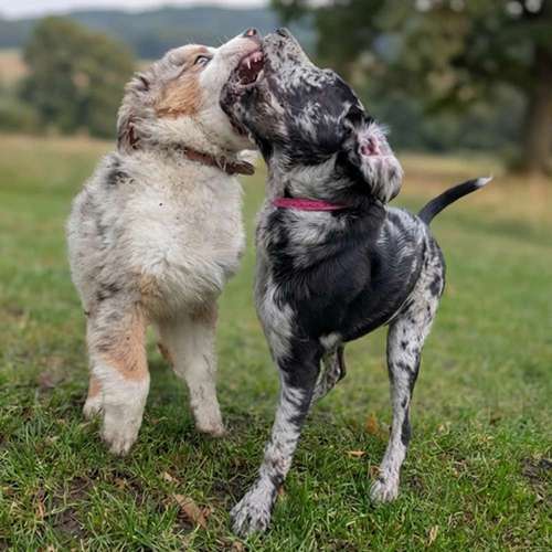 Hundeauslaufgebiet-Tail Titans Hundeschule-Bild