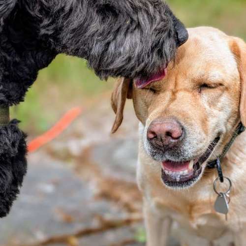 Hundeauslaufgebiet-Frei nach Schnauze-Bild