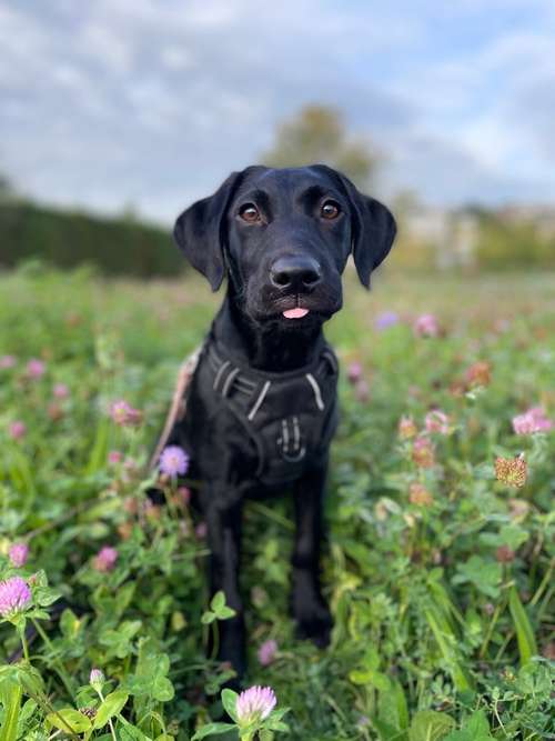 Hundeauslaufgebiet-Vollzeit4Beiner | Hundetraining für das entspannte Alleine Bleiben & Bürohunde-Bild