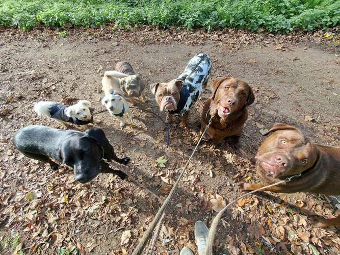 Hundeauslaufgebiet-We like to Walk-Bild