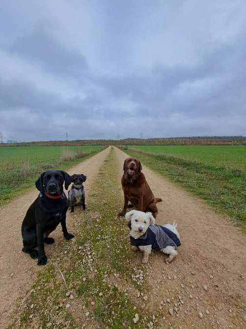 Hundeauslaufgebiet-We like to Walk-Bild