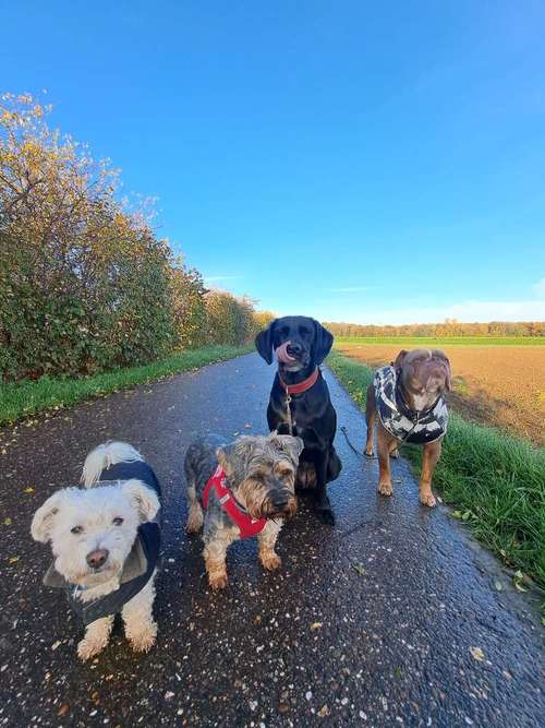 Hundeauslaufgebiet-We like to Walk-Bild