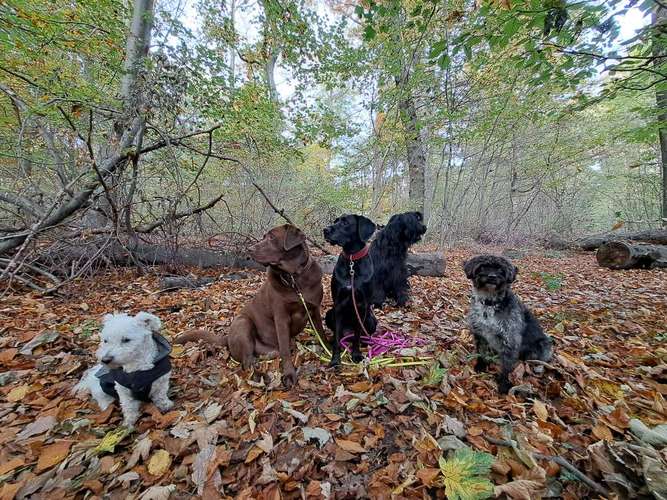 Hundeauslaufgebiet-We like to Walk-Bild