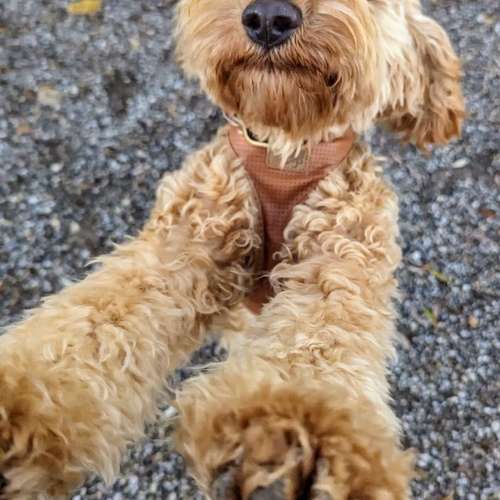 Hundeauslaufgebiet-Hundeschule Sarah Wilcke-Bild