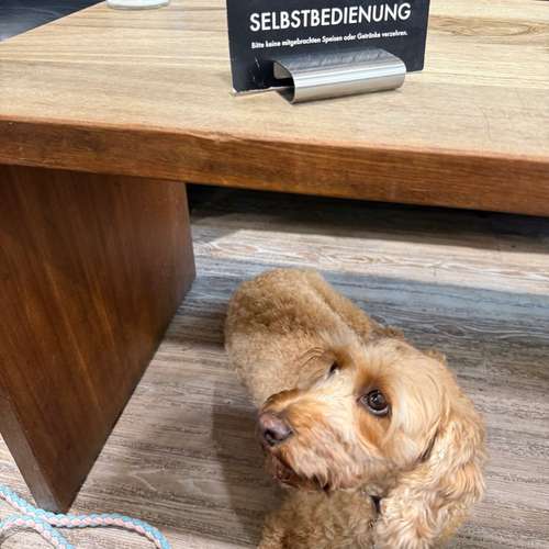 Hundeauslaufgebiet-Hundeschule Sarah Wilcke-Bild