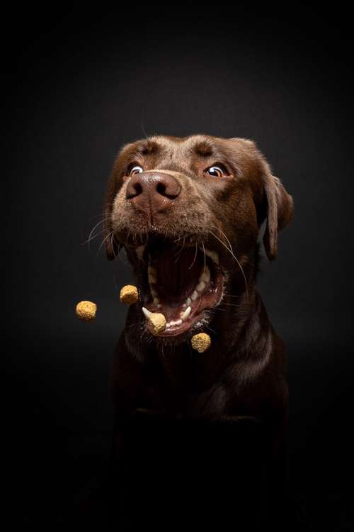 Hundeauslaufgebiet-Magnucki Fotografie-Bild