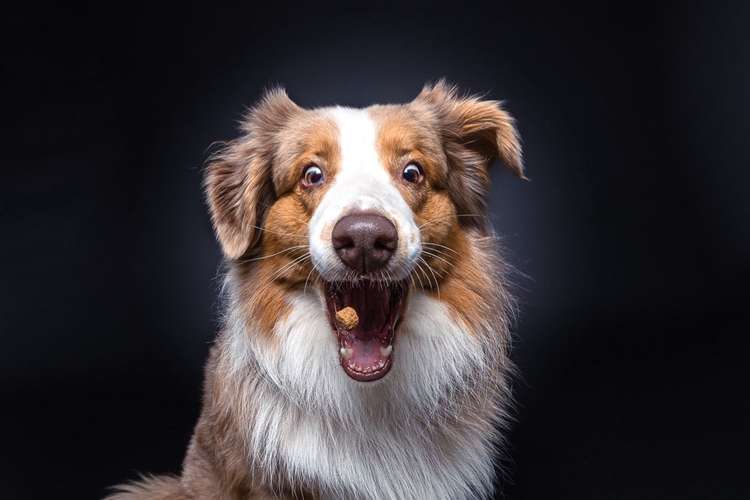 Hundeauslaufgebiet-Magnucki Fotografie-Bild