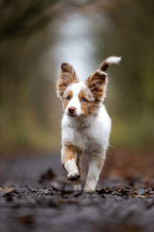 Hundeauslaufgebiet-Magnucki Fotografie-Bild