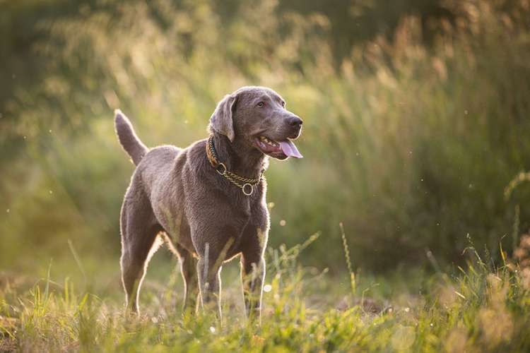 Hundeauslaufgebiet-Magnucki Fotografie-Bild