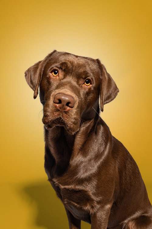 Hundeauslaufgebiet-Magnucki Fotografie-Bild