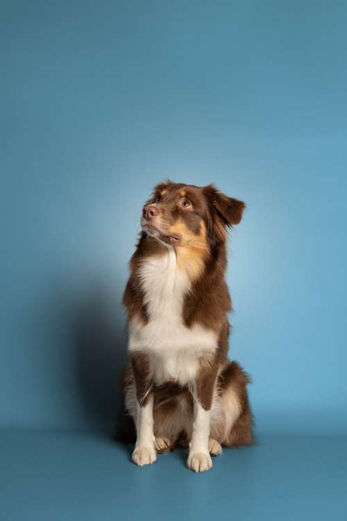 Hundeauslaufgebiet-Magnucki Fotografie-Bild