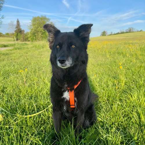 Hundeauslaufgebiet-Coole Pfoten-Bild