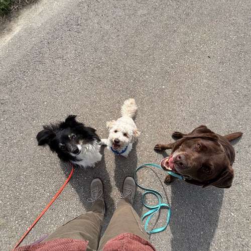 Hundeauslaufgebiet-Coole Pfoten-Bild
