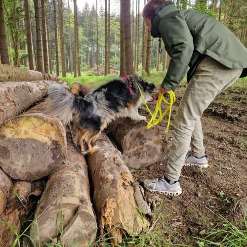 Hundeauslaufgebiet-Coole Pfoten-Bild