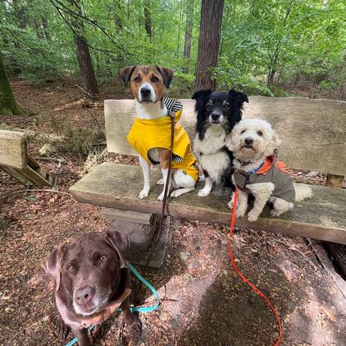 Hundeauslaufgebiet-Coole Pfoten-Bild