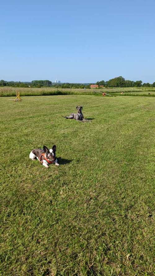 Hundeauslaufgebiet-Punk Dog - Die andere Hundeschule -Bild