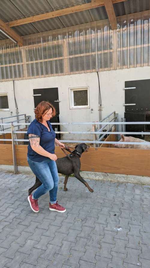 Hundeauslaufgebiet-Punk Dog - Die andere Hundeschule -Bild