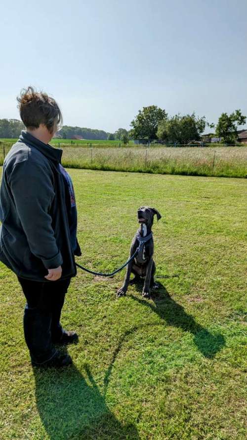 Hundeauslaufgebiet-Punk Dog - Die andere Hundeschule -Bild