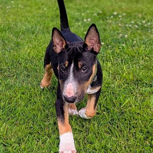 Hundeauslaufgebiet-Punk Dog - Die andere Hundeschule -Bild